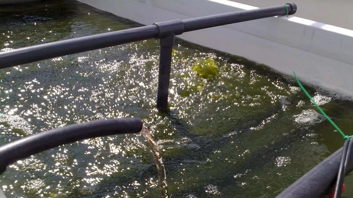 Desarrollan un sistema para reciclar los purines sin emisiones ni olores