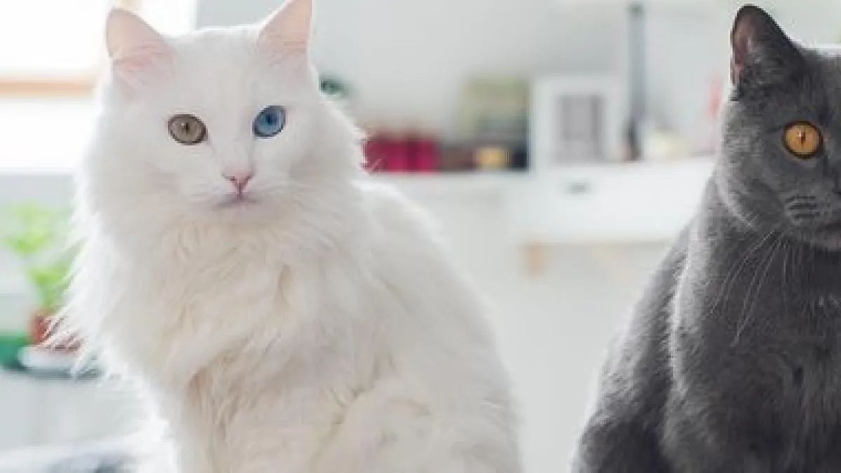 LISTA | Las razas de gatos más populares