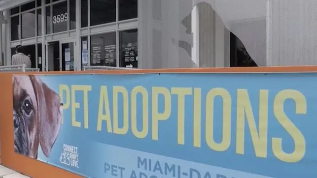 COVID-19 vacía las jaulas de perros y gatos para adopción en Miami