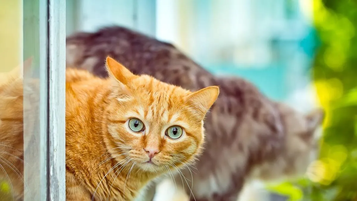 Cómo evitar la agresividad entre gatos que conviven juntos cuando uno de ellos ha estado de visita en el veterinario