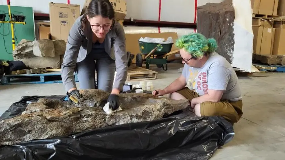 Descubren un nuevo dinosaurio: "Tenía púas, armadura y cola en forma de garrote"