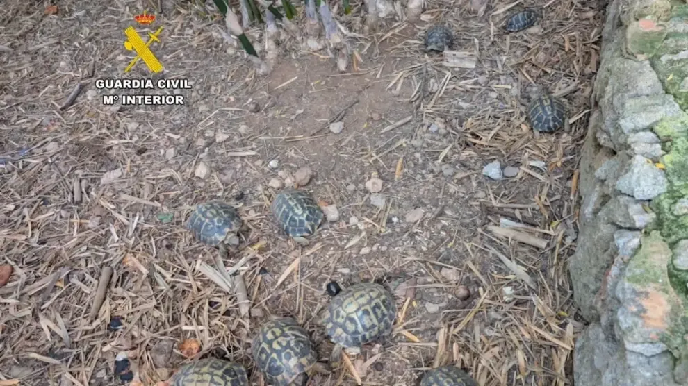 La Guardia Civil incauta 18 ejemplares de tortuga mediterránea en una finca cerca de Palma de Mallorca