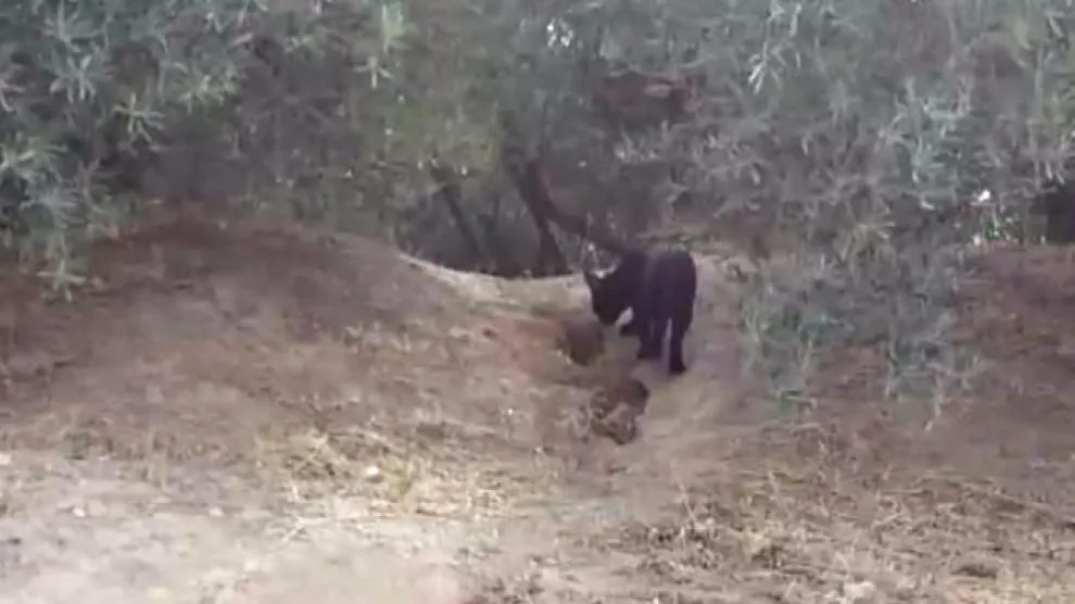 La pantera de Granada existe: un ciclista logra fotografiarla pero la Guardia Civil sigue buscándola