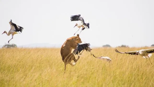 'El rey de la sabana', un investigador español viviendo entre leones