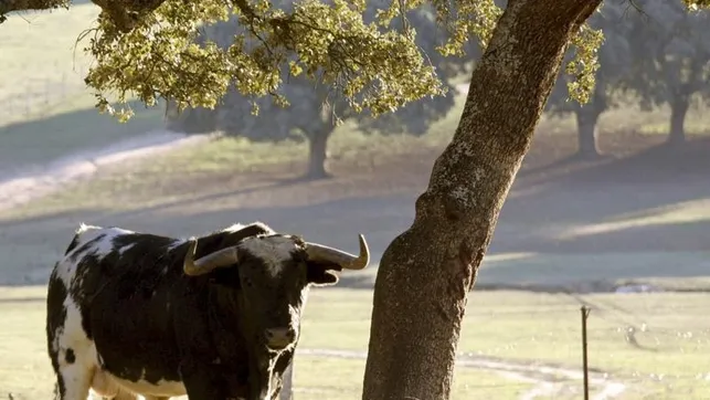 Criadores de toro de lidia piden reactivar festejos y calculan 77 millones en pérdidas