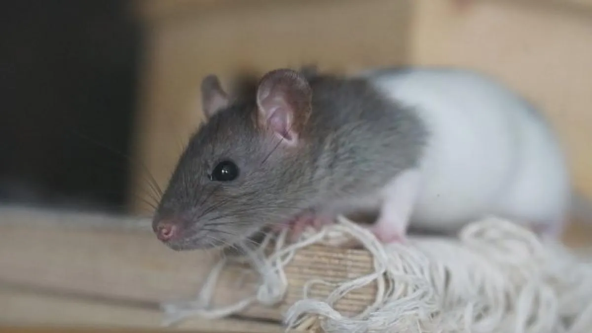 Descubren una plaga de ratas en la parte trasera de un restaurante de comida rápida en Alcalá de Henares