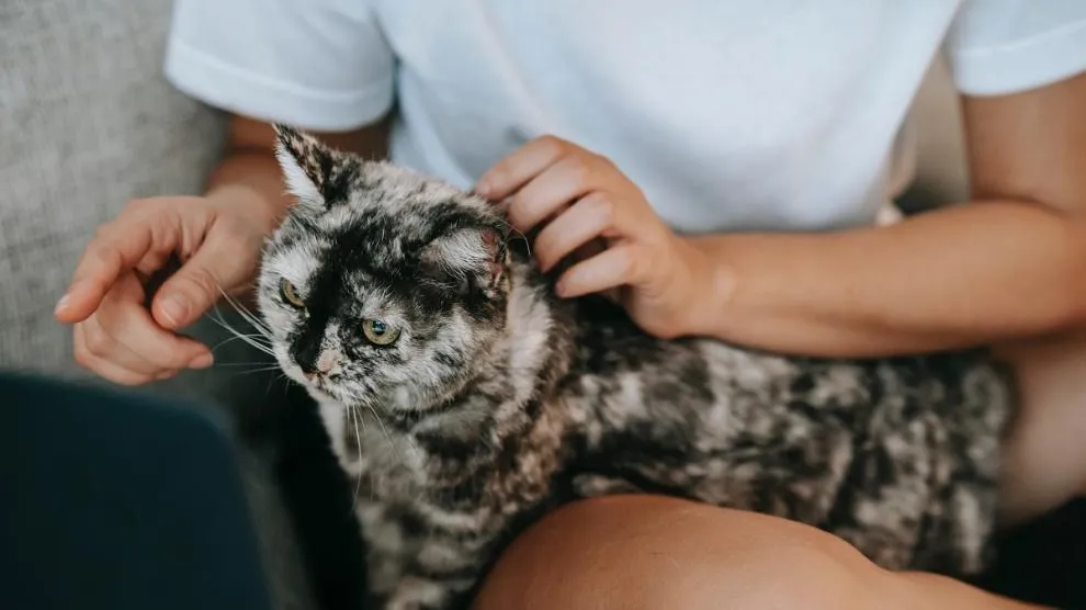 Cuatro consejos para combatir la apatía de nuestros gatos durante el otoño