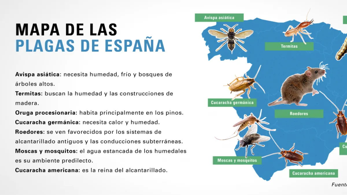 Cuatro ratas por cada diez habitantes: la plaga más problemática de la Península, tras las cucarachas