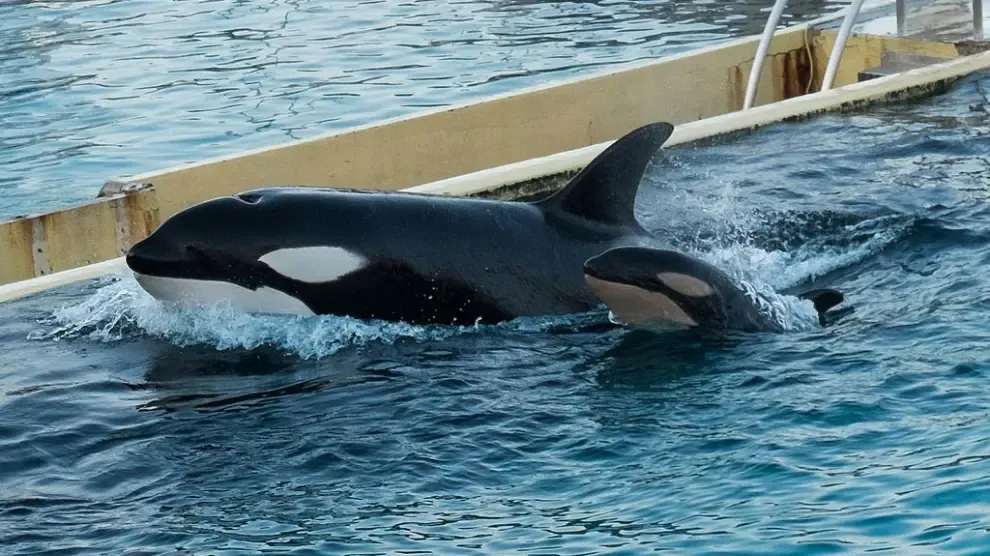 Piden ayuda para rescatar a dos orcas solas y atrapadas en un parque acuático abandonado
