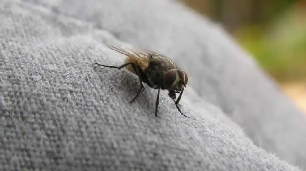 El truco del papel de aluminio para ahuyentar las moscas en casa este verano