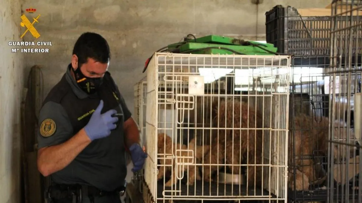 Encuentran en una finca en Zaragoza 544 perros en unas condiciones deplorables