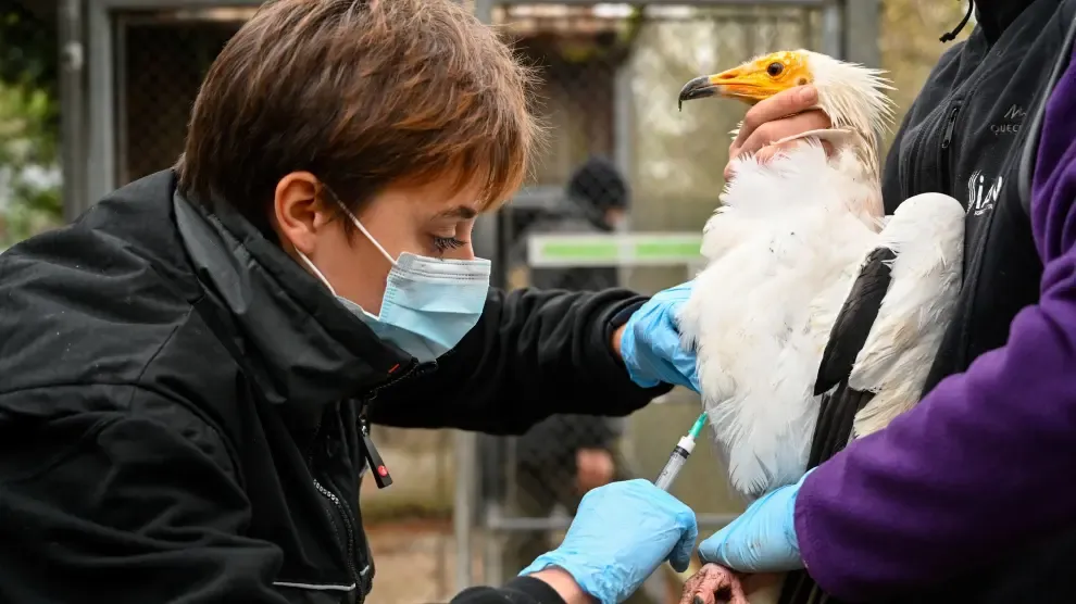 
         EEUU reporta la primera muerte por gripe aviar en el país 
    