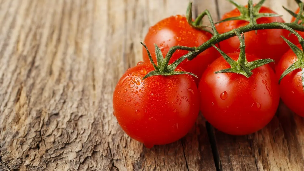 Cómo cultivar tomates en una maceta, paso a paso