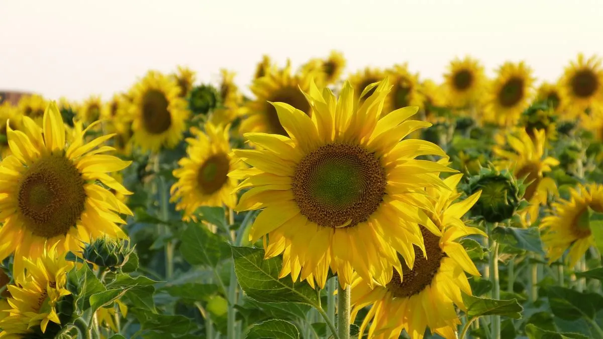 Ruta por los campos de girasoles: estos son los más fotografiables de España