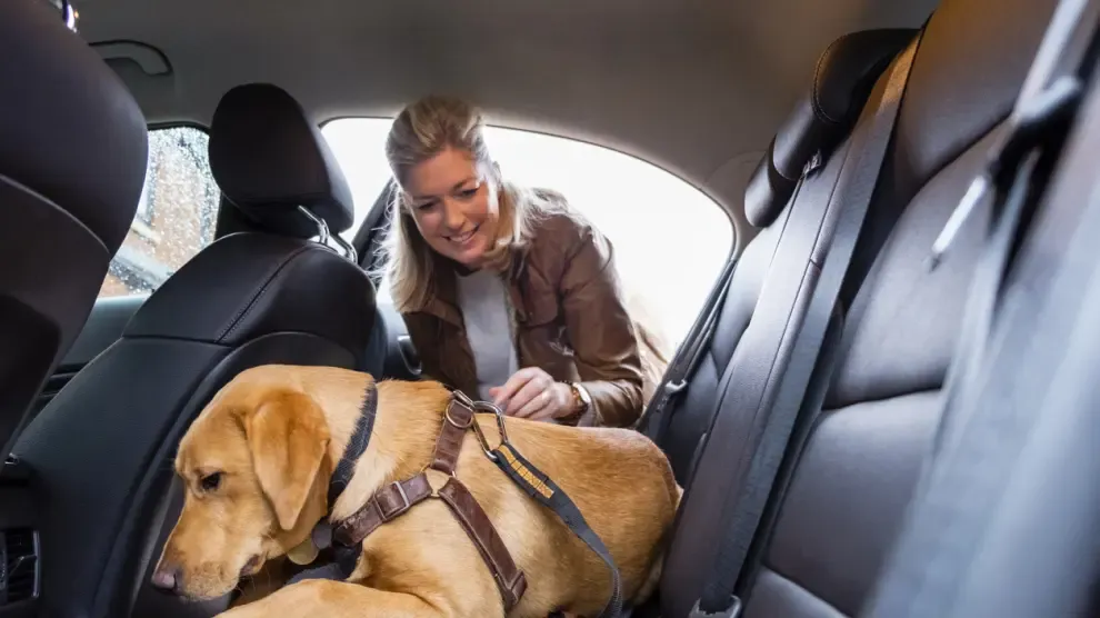 La multa de la DGT de hasta 200.000 euros por llevar de esta forma concreta a tu perro dentro del coche