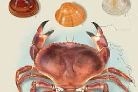 Itsasaldia 2023: Exposición de ilustración científica dedicada a la fauna y flora marina