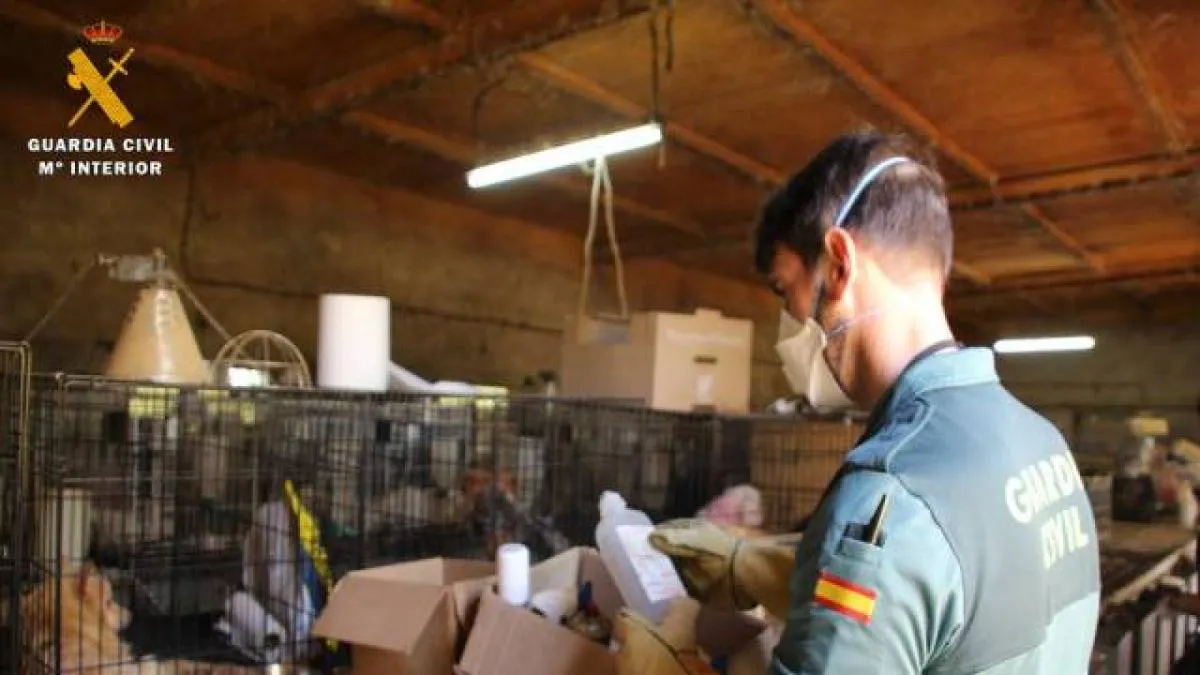 El Seprona investiga a dos criadores que tenían a 544 perros de razas pequeñas en jaulas de conejo y situación "deplorable"