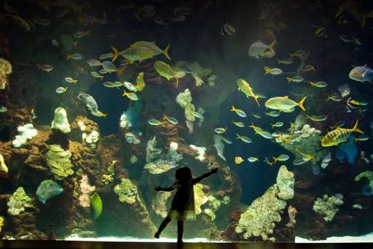 Semana grande de Donostia 2024: AIFF Festival de Cine Marítimo del Aquarium - Selección de trabajos CIMASUB