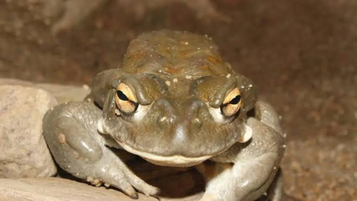 El sapo bufo a 250€ y la sustancia a 150 el gramo: los vendedores hacen caja con esta moda alegal