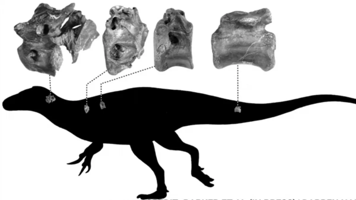 Hallan fósiles de una especie desconocida de dinosaurio T-Rex que llegó a medir 4 metros de largo