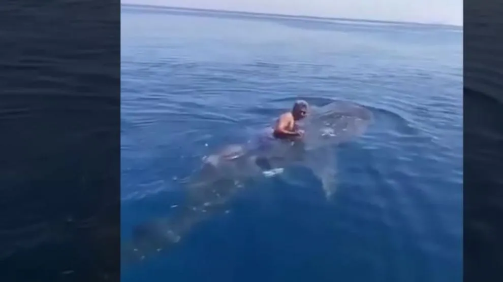 Un hombre salta encima de un tiburón ballena y lo monta agarrado de su aleta dorsal