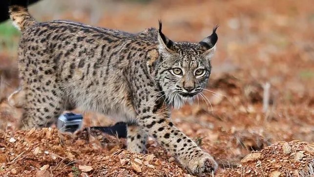 Portugal afirma que el lince ibérico ya se ha salvado de la extinción