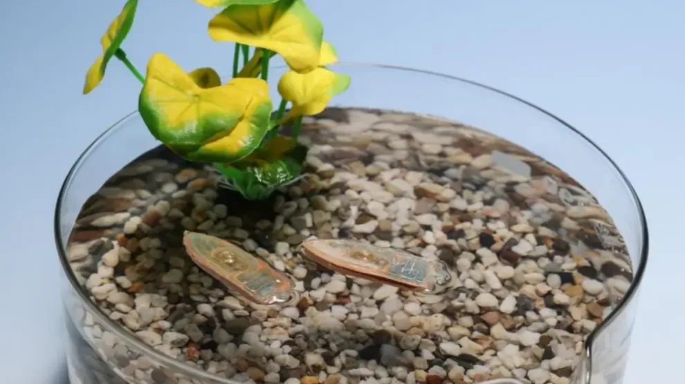 Crean un robot que nada, se deshace y se convierte en comida para peces