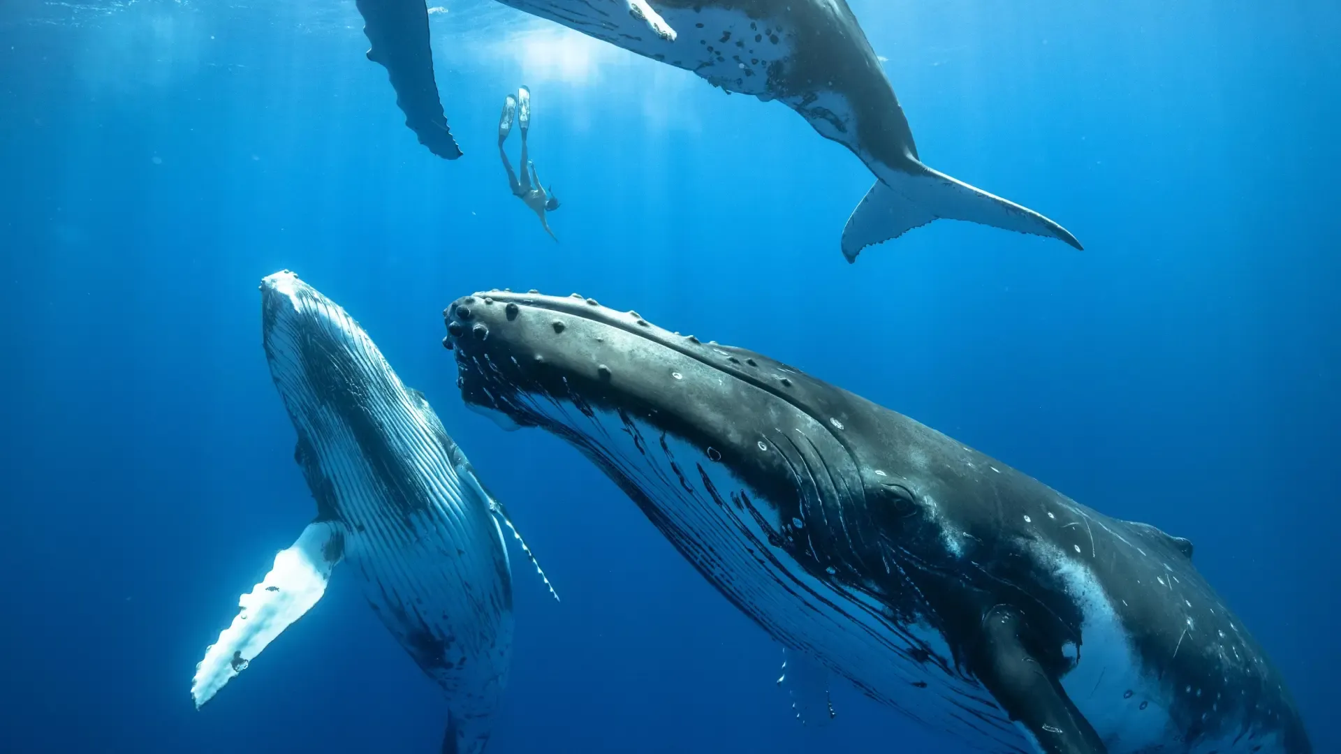 
         El millón y medio de ballenas que pueblan los océanos buscan sobrevivir al ser humano 
    