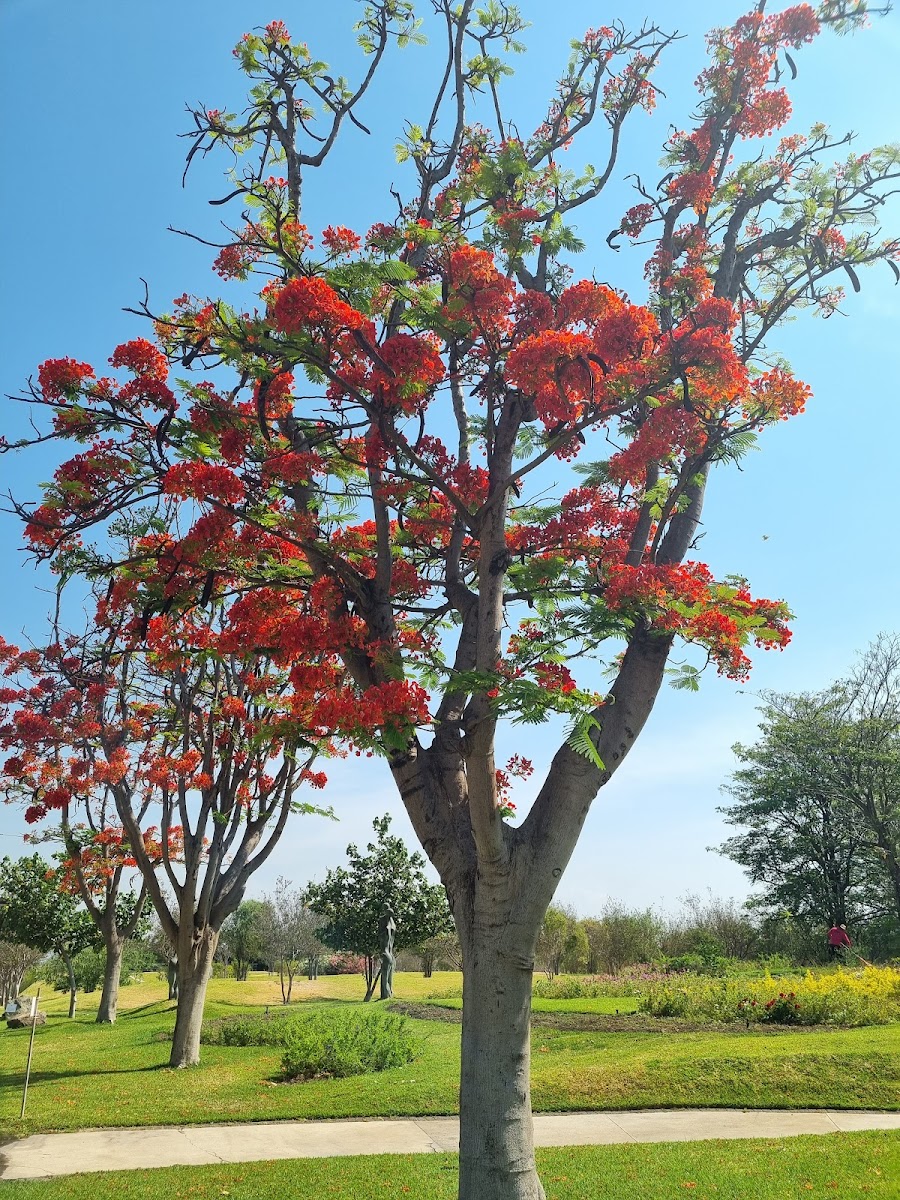 Foto: Griscelda Hernandez (Google)