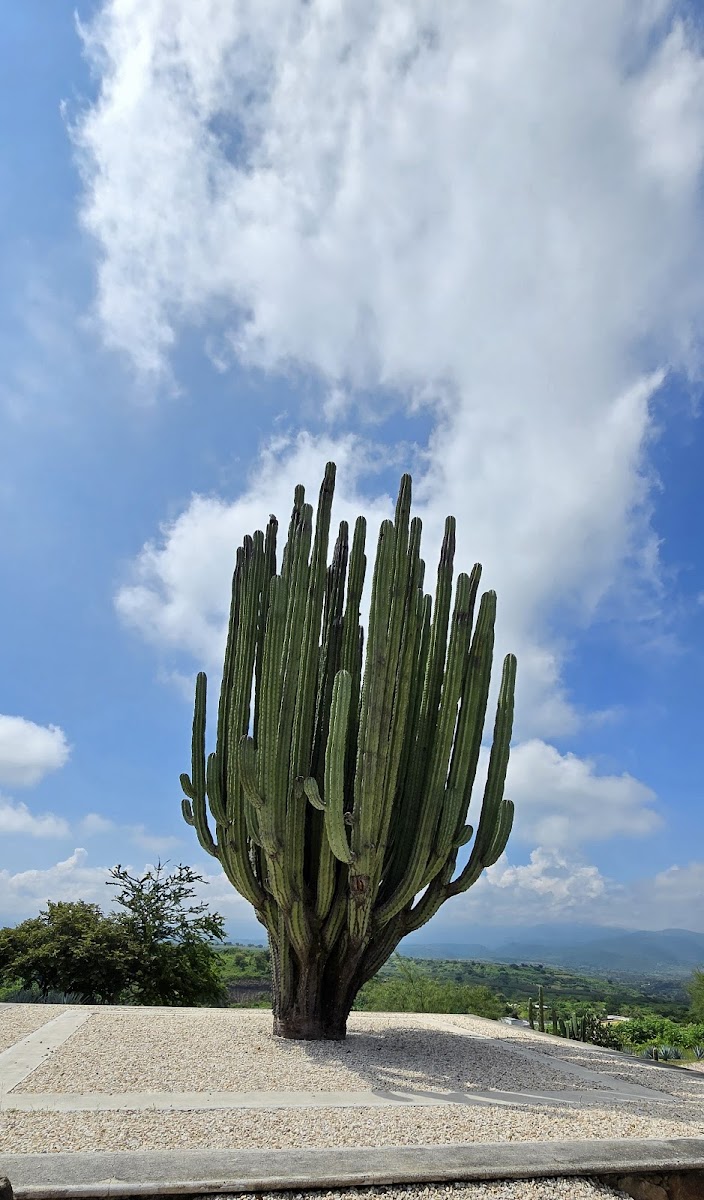 Foto: Jaime Franco Morales (Google)