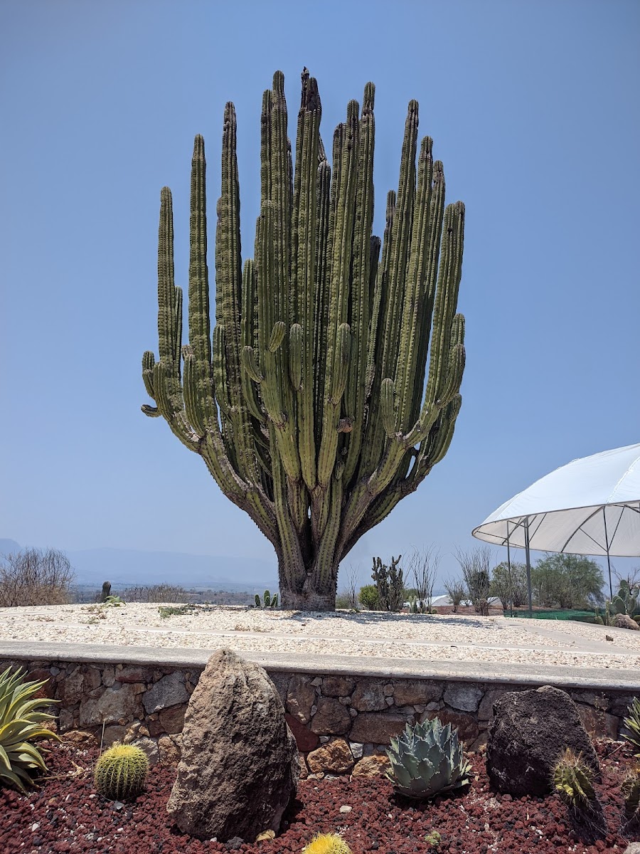 Jard&iacute;n de Cact&aacute;ceas