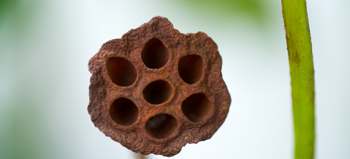 Trifobi Nedir?  Delik Korkusu Hakkında Bilmeniz Gereken Her Şey