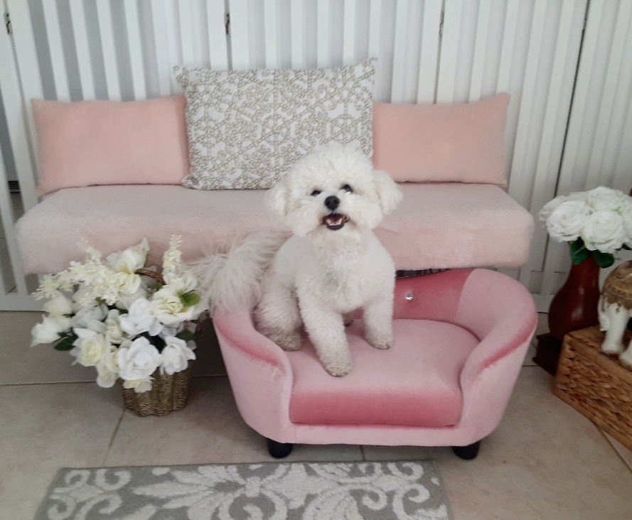 Dog guest enjoys lounger.