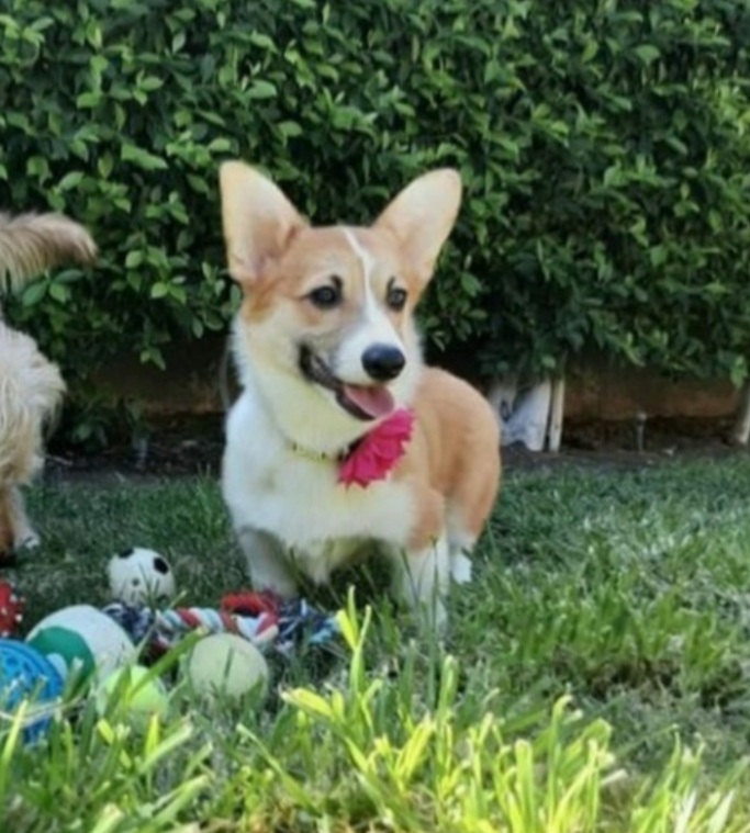 Dog guest enjoys backyard.