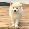 mozart_the_spitz