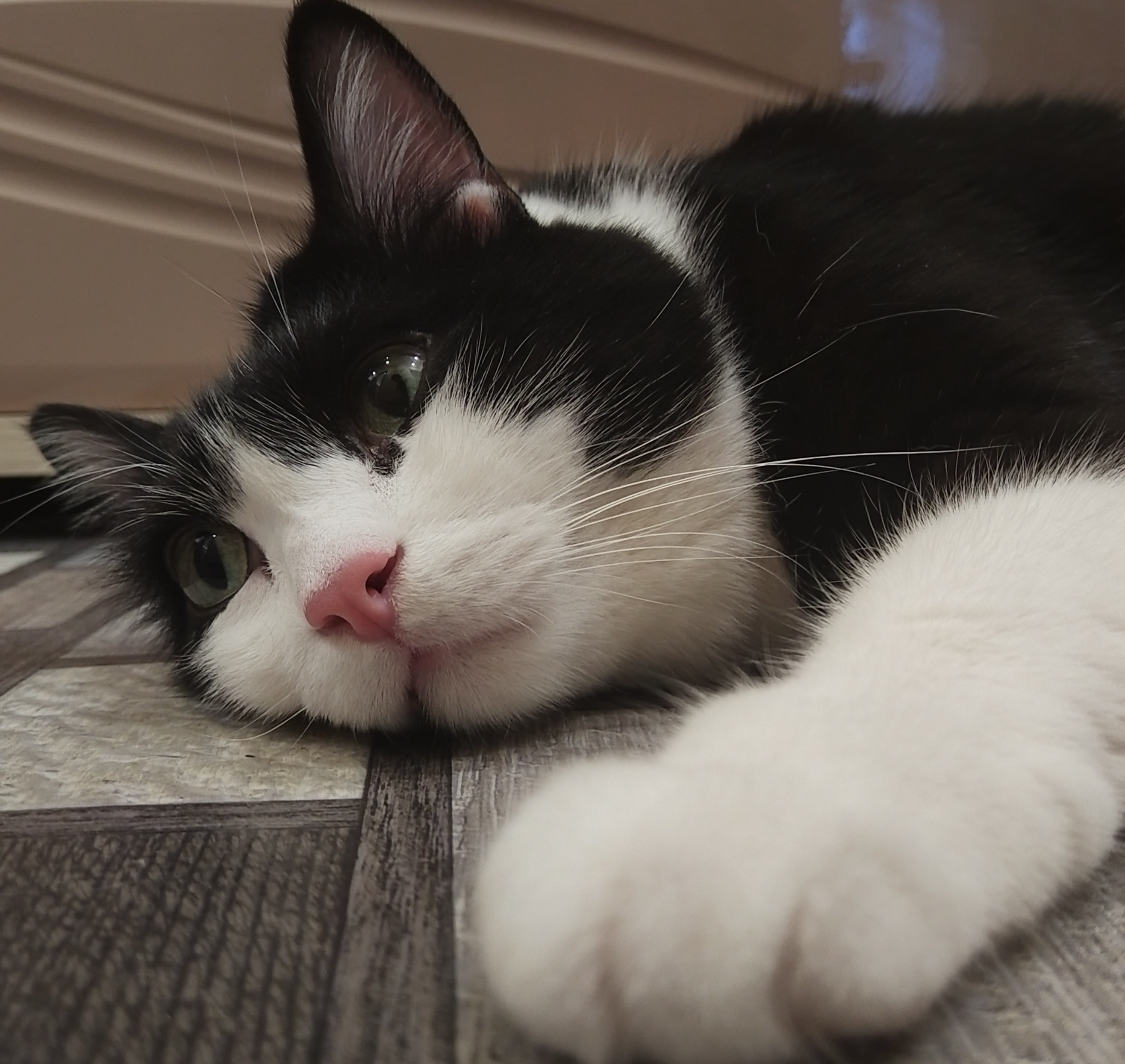 Тиша #животное