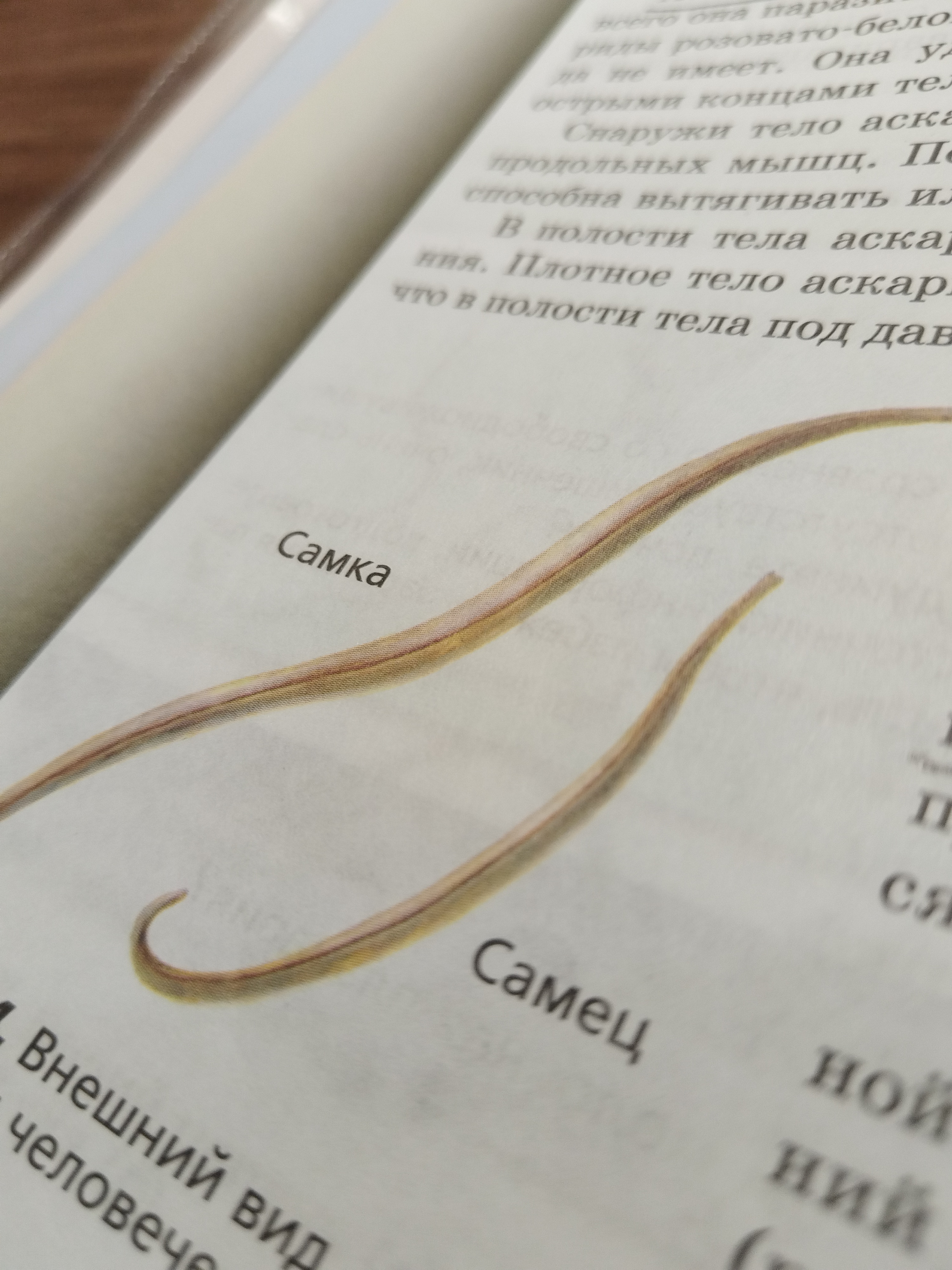 Круглые черви #биология #урок #термин