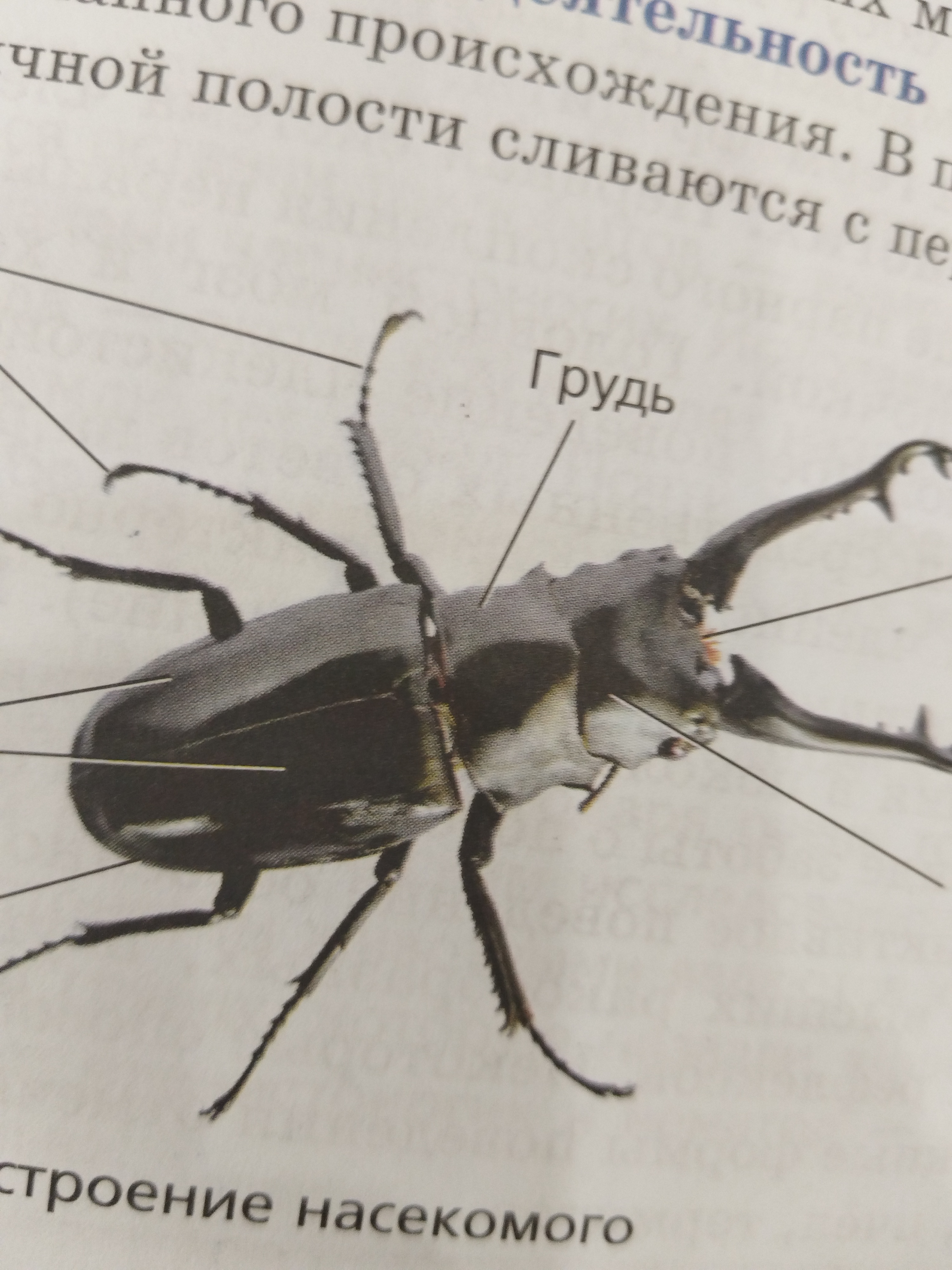 Членистоногие #биология #урок #термин