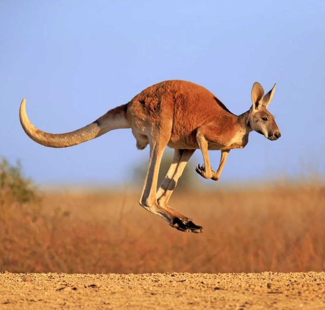 Три буквы #Австралия