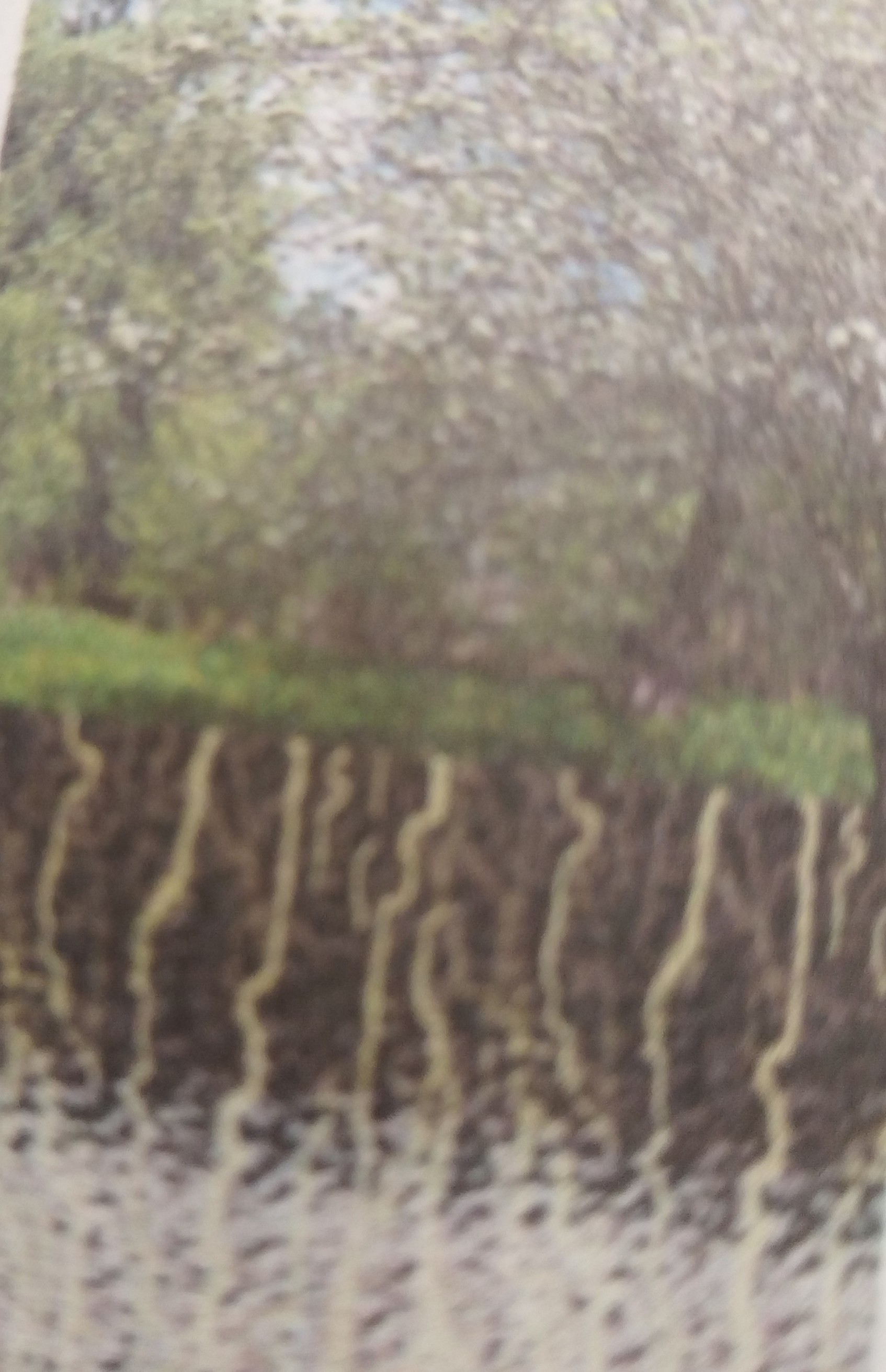 Почвы #география #урок #термин