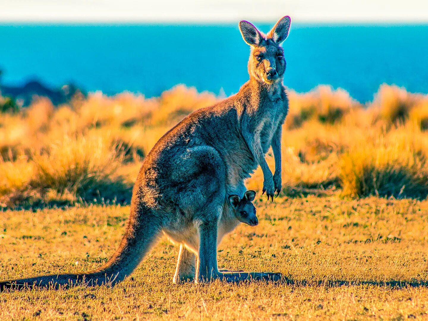 Три буквы - картинка #Австралия