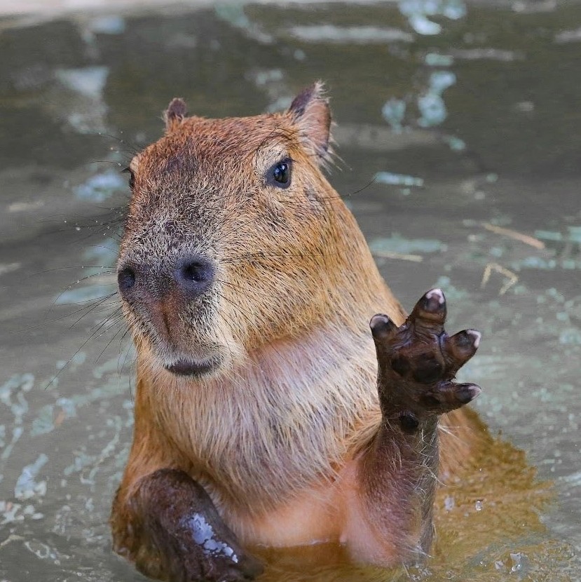 Насколько хорошо ты знаешь капибар? #животное