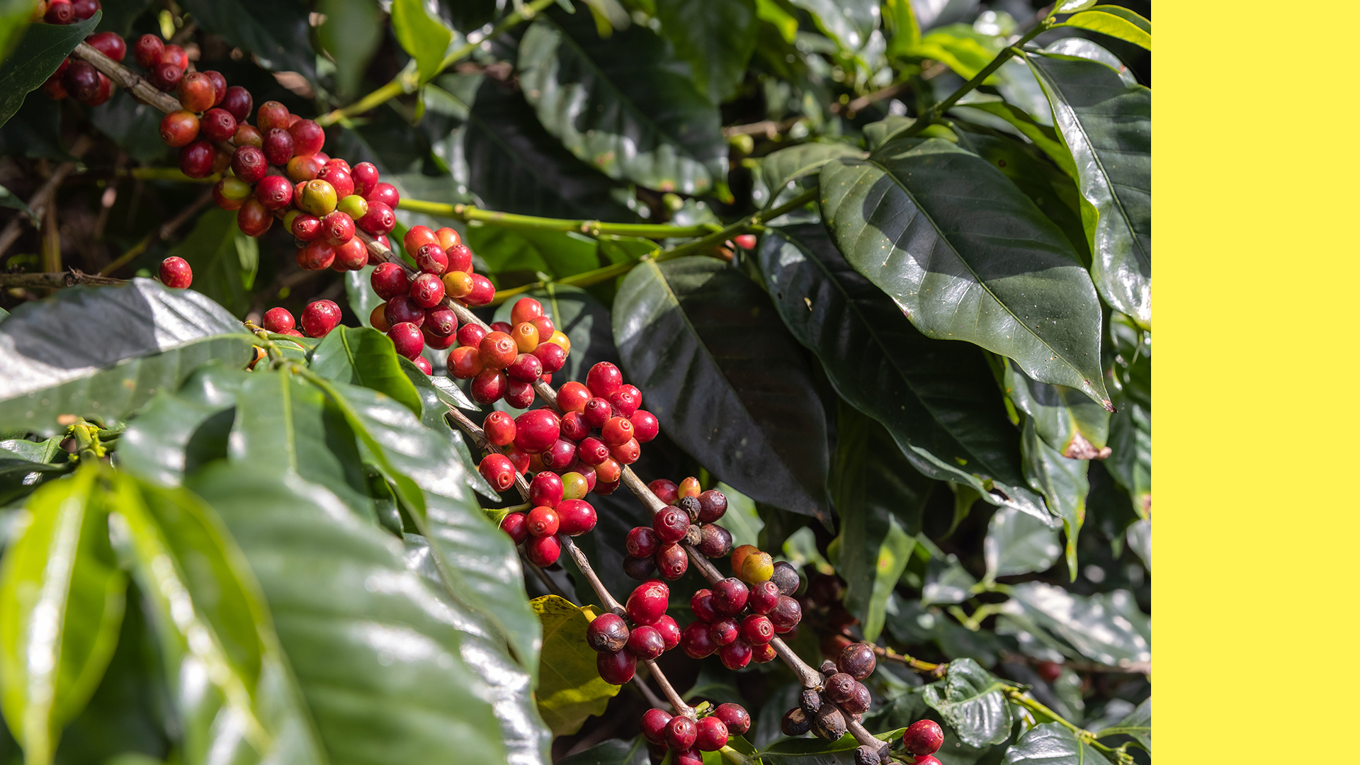 Imagem do post com título Café brasileiro fecha 2025 com queda em volume e recorde em receita