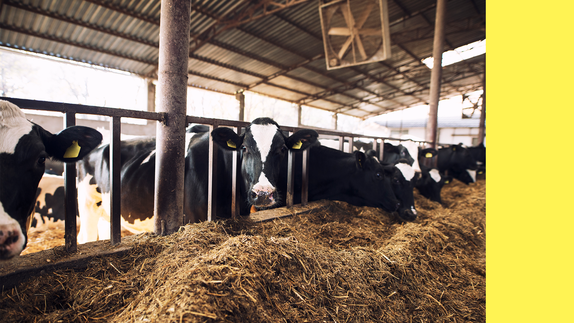 Imagem do post com título Brasil assume liderança global na produção de carne bovina