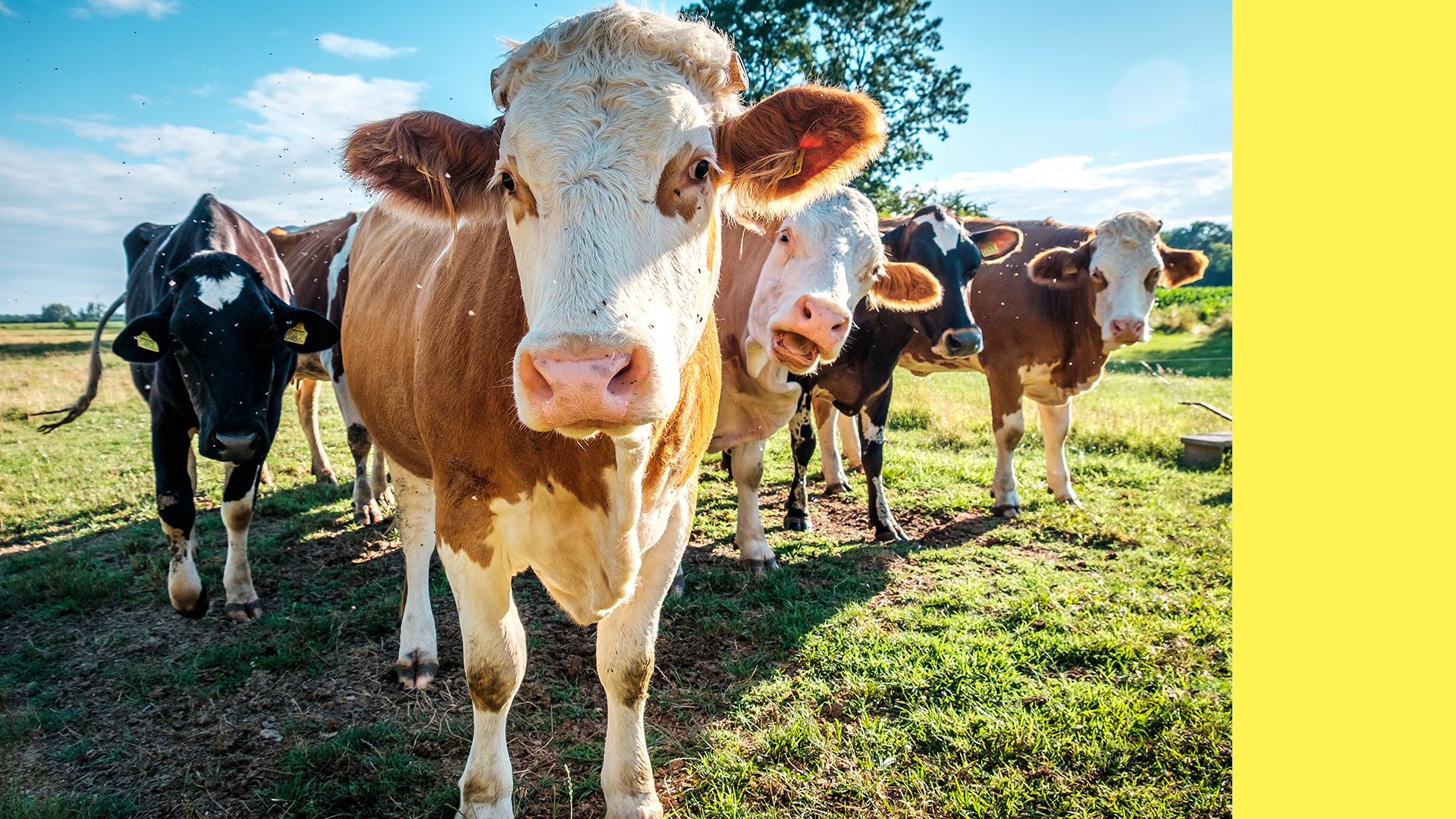 Imagem do post com título Santa Catarina bate recorde em exportações de carnes