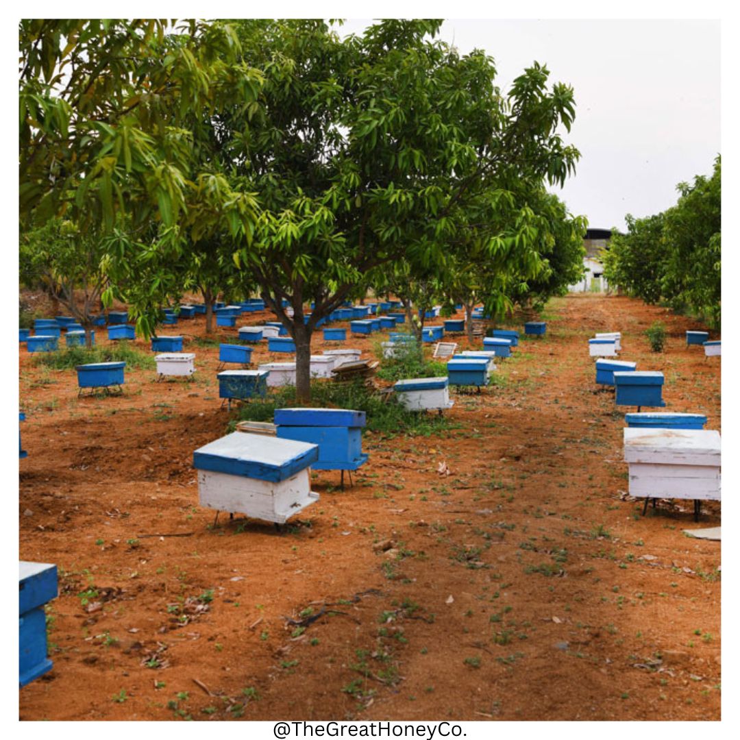 📝 From Flower to Jar: The Journey of Uni-Flower Honey 