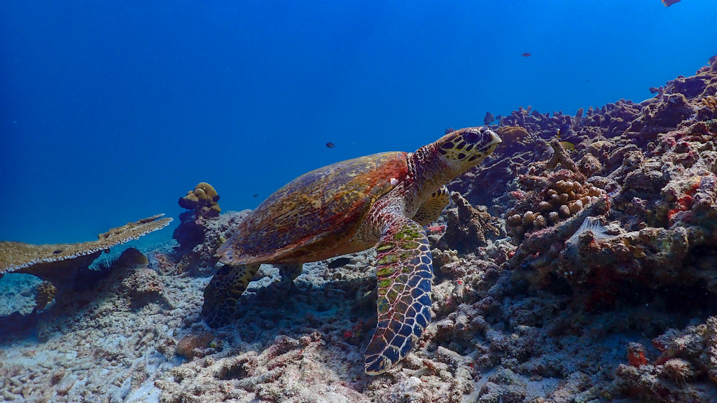 Surin Island Day Trip by Speed Boat