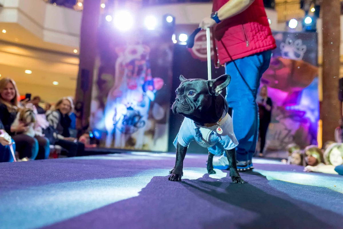 Pet Day - Floripa — imagem 11