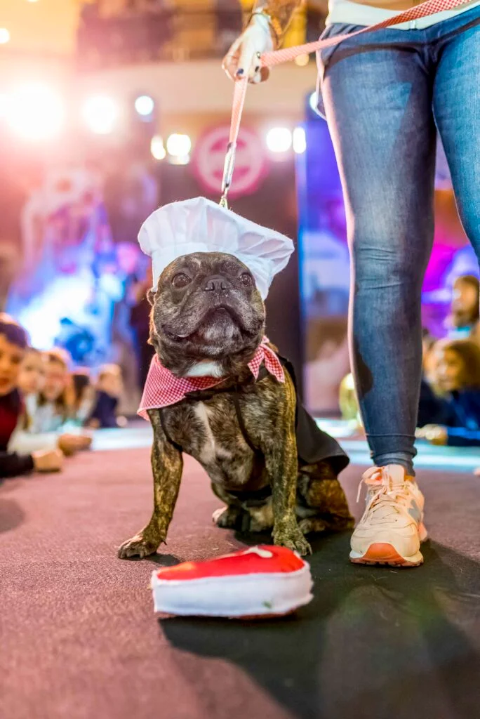 Pet Day - Floripa — imagem 13
