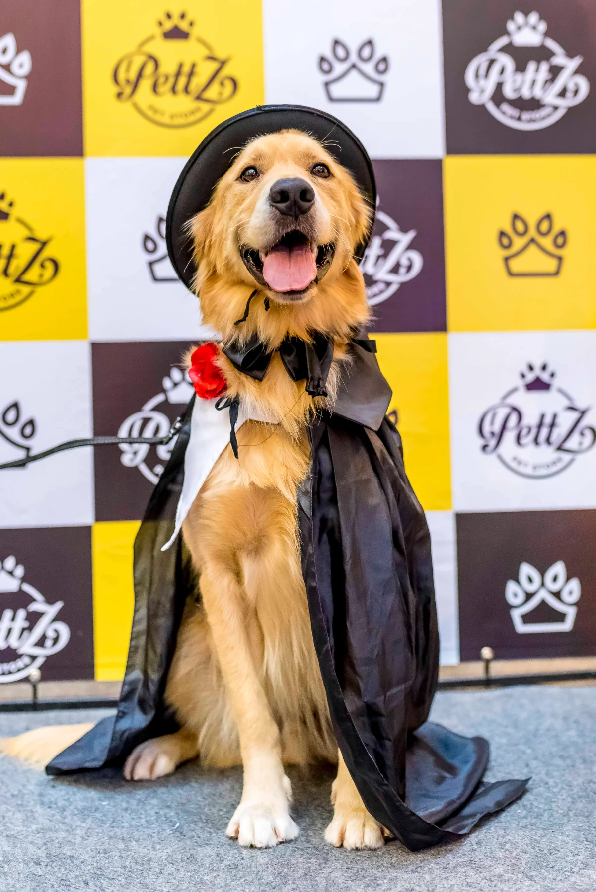 Pet Day - Floripa — imagem 14